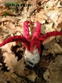 Clathrus archeri-amf241-2